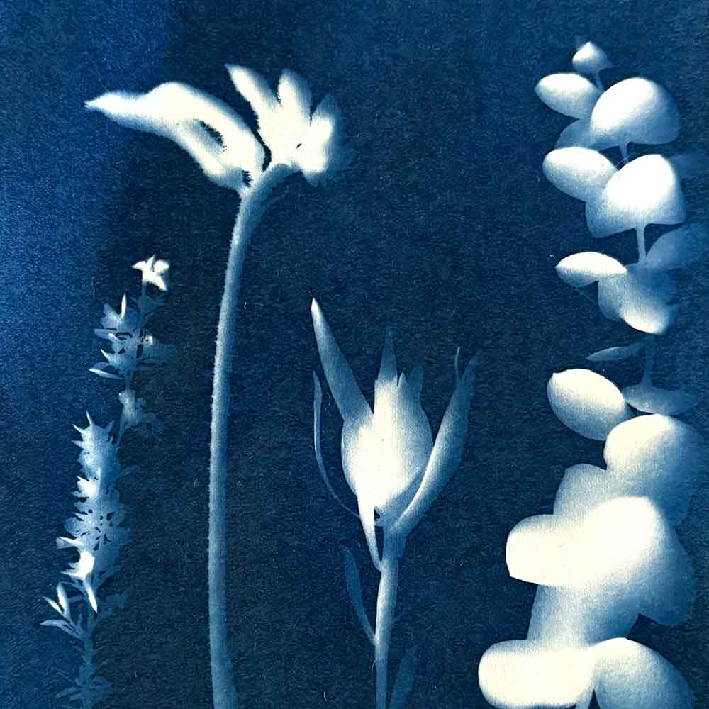 Cyanotype Private Group workshop September 26