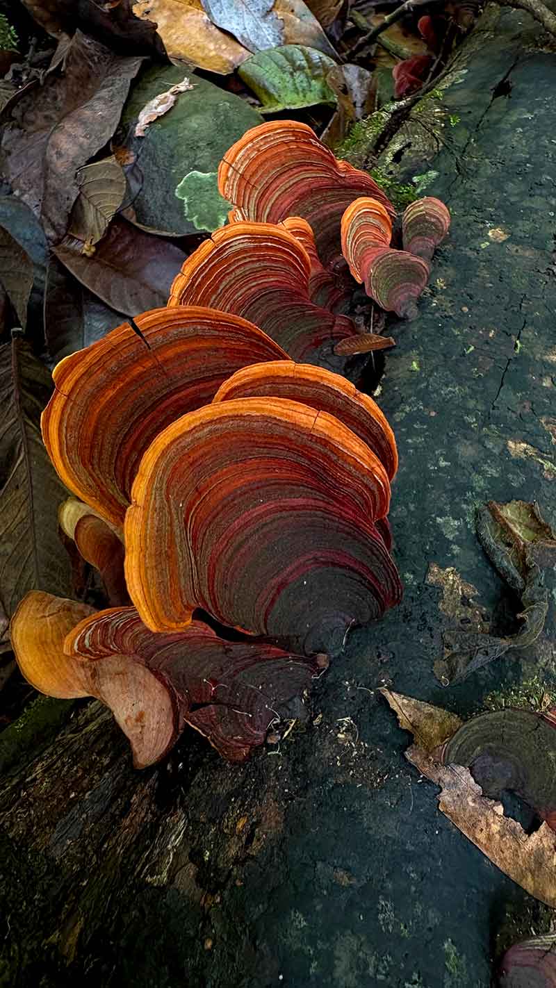 Forest Time – artist book fungi Forest Time - artist book fungi