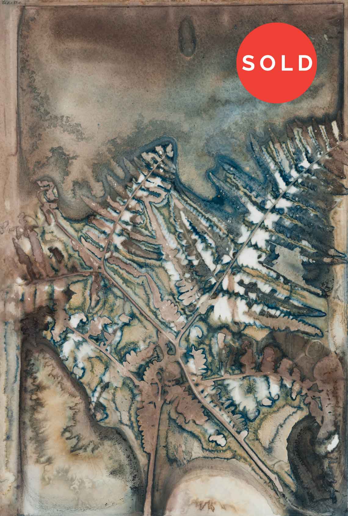 Pteridium esculentum - Hard bracken