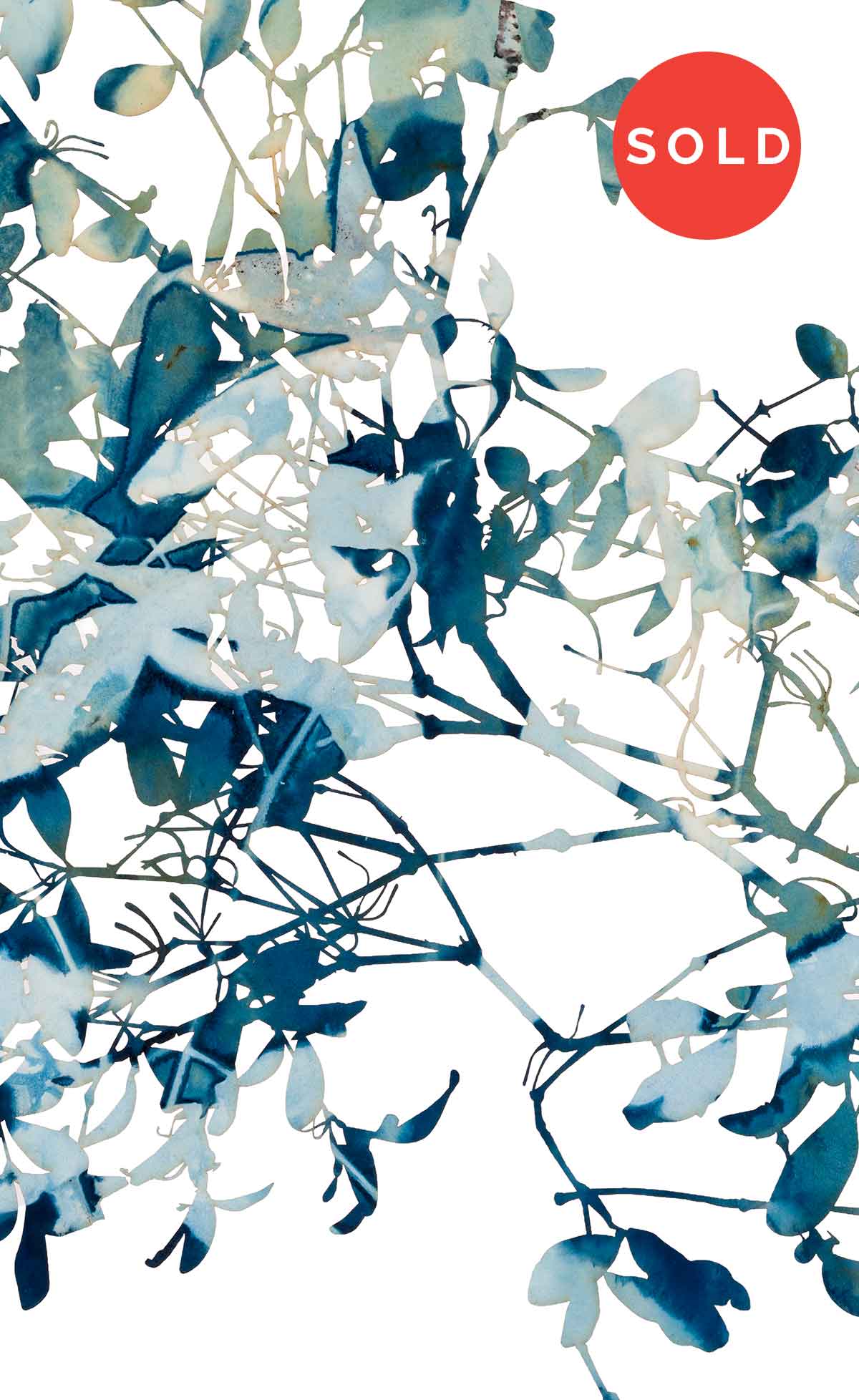 Benthamina alyxifolia - Mistletoe
