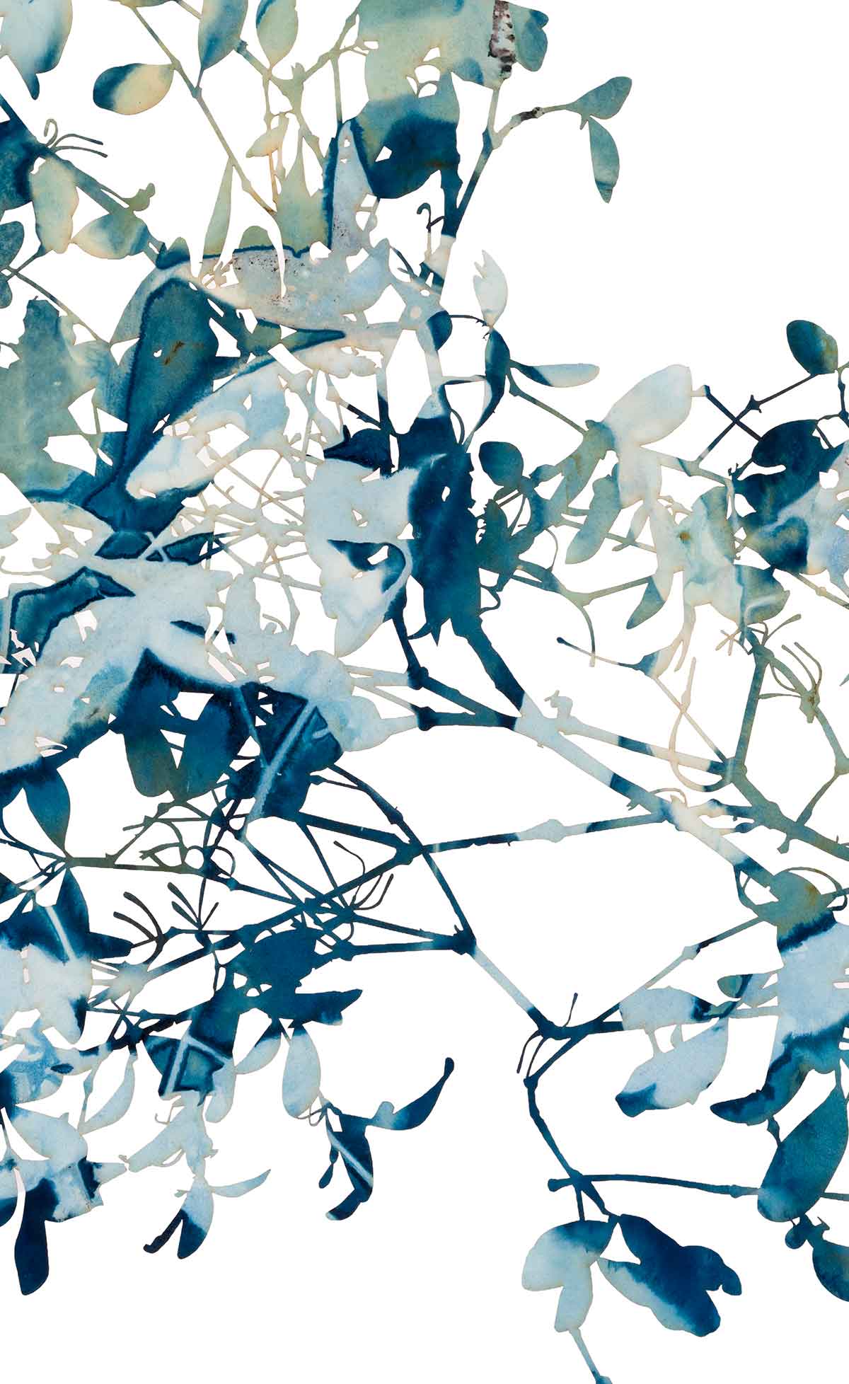 Benthamina alyxifolia - Mistletoe