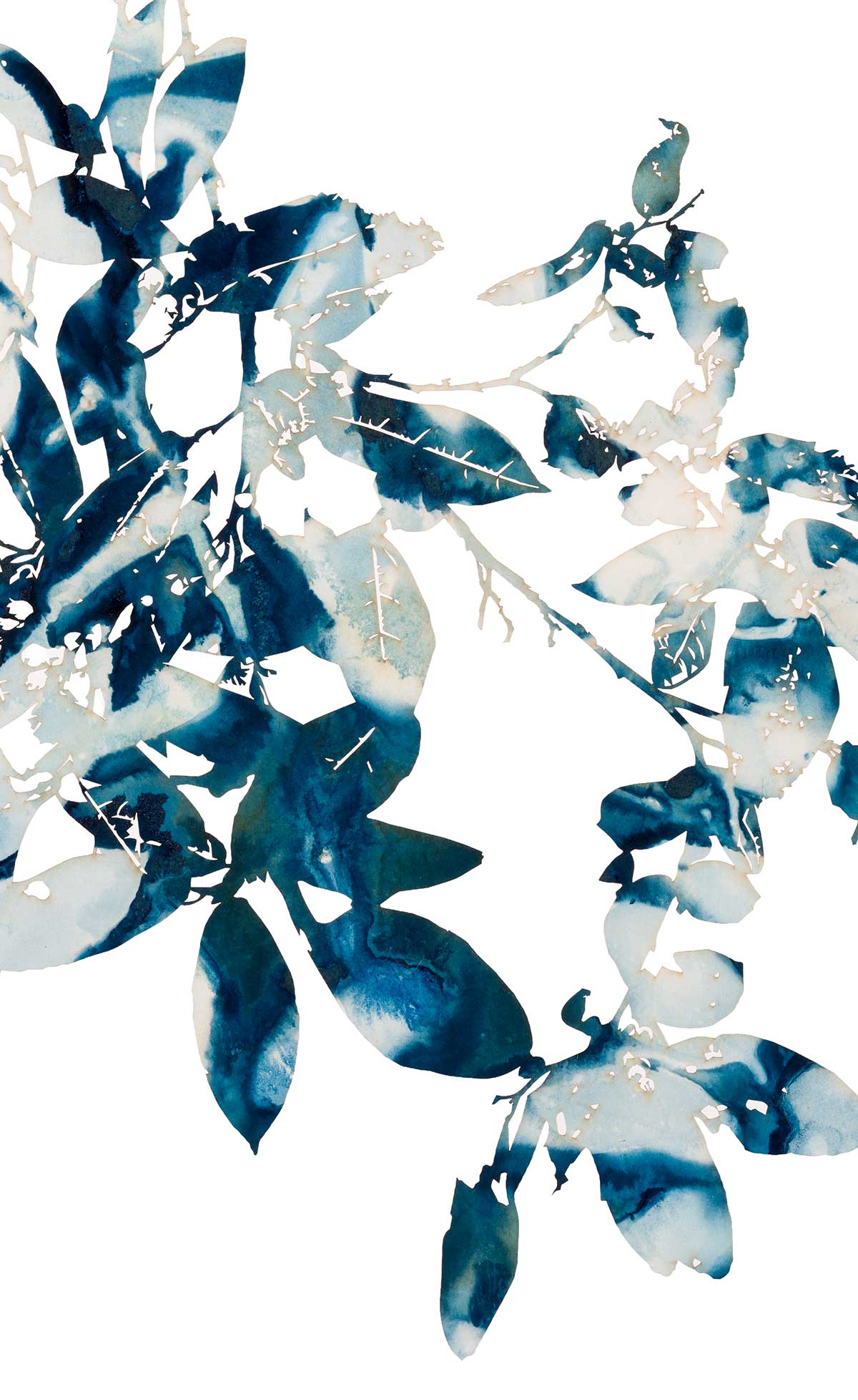 Ficus coronata - Sandpaper fig
