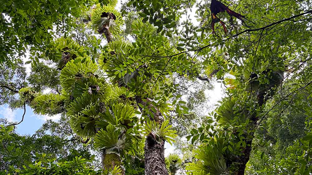 staghorns high in the red cedar tree staghorns high in the red cedar tree