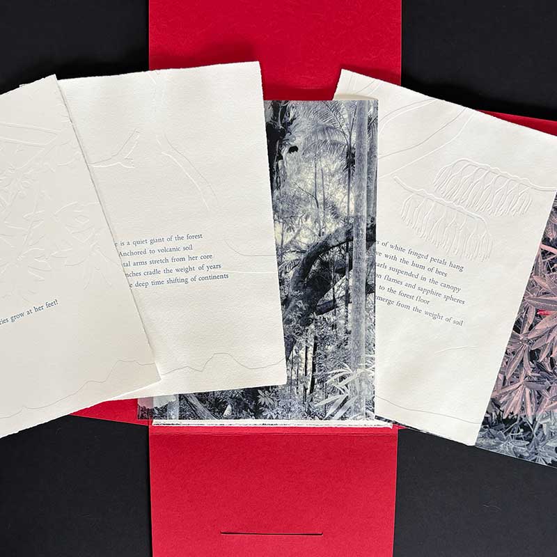 What stories grow at her feet? an artist book